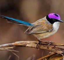Load image into Gallery viewer, Purple Crowned Fairy Wren