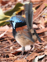 Load image into Gallery viewer, Red-Winged Fairy Wren