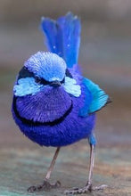 Load image into Gallery viewer, Splendid Fairy Wren (Baa-Ram-Ewe 8ply DK) (C&C)