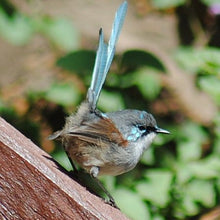 Load image into Gallery viewer, Red-Winged Fairy Wren
